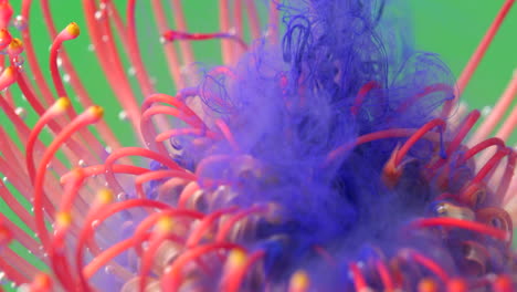 blue ink exploding into a pincushion protea flower