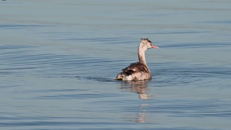 Great-Crested-Grebe-Podiceps-cristatus-seen-facing-to-the-right-as-it-is-preening-its-right-wing-in-Bueng-Boraphet-Lake,-Nakhon-Sawan,-Thailand