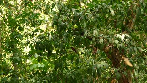 pájaro sentado en una rama dentro de un espeso bosque verde en un día soleado