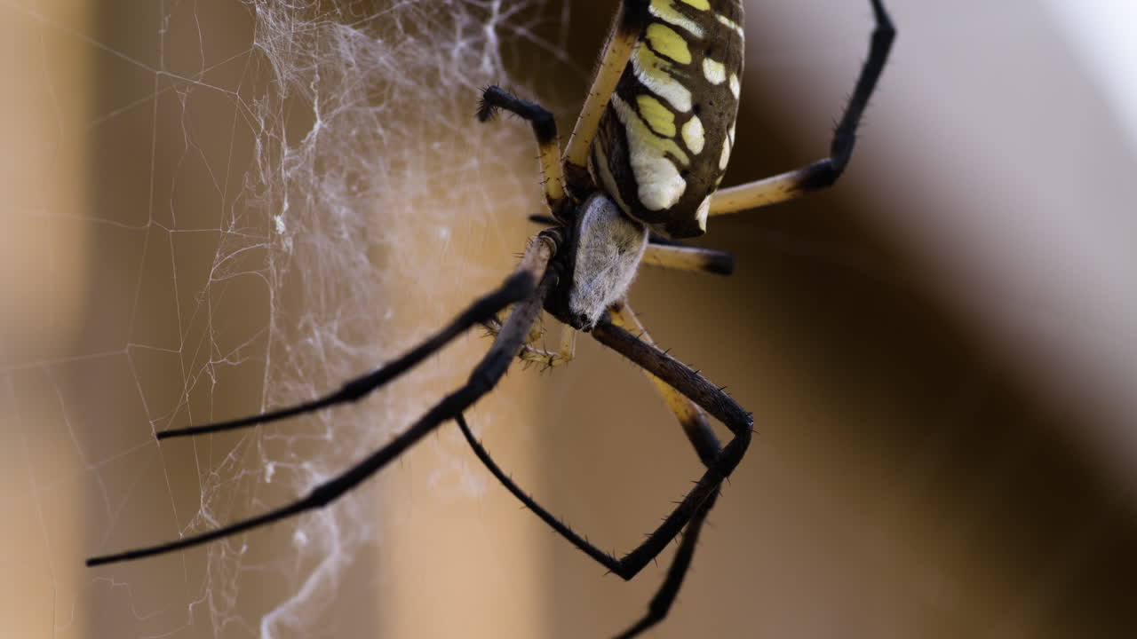 macro de un gran arácnido tejedor de orbes - araña de jardín amarilla