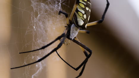 Macro-De-Un-Gran-Arácnido-Que-Teje-Orbes---Araña-De-Jardín-Amarilla