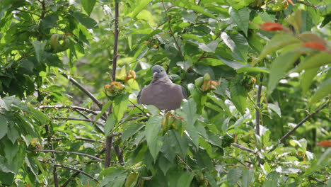 Wild-wood-pigeon-sitting-perched-high-up-in-a-sycamore-tree-in-the-UK-countryside