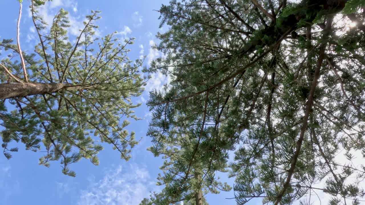 은 하늘 아래 부드럽게 움직이는 소나무