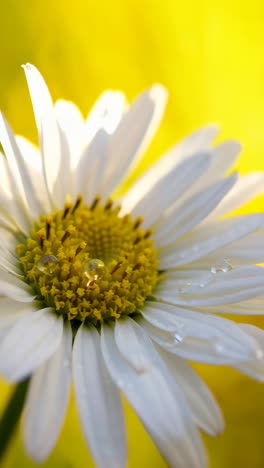 close-up of a white daisy with dew drops
