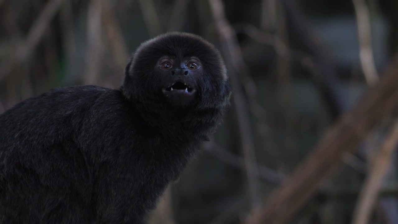 Una scimmietta nera carina della specie tamarino o tamarino saltatore si guarda intorno e tira fuori la lingua. Simpatico animaletto.