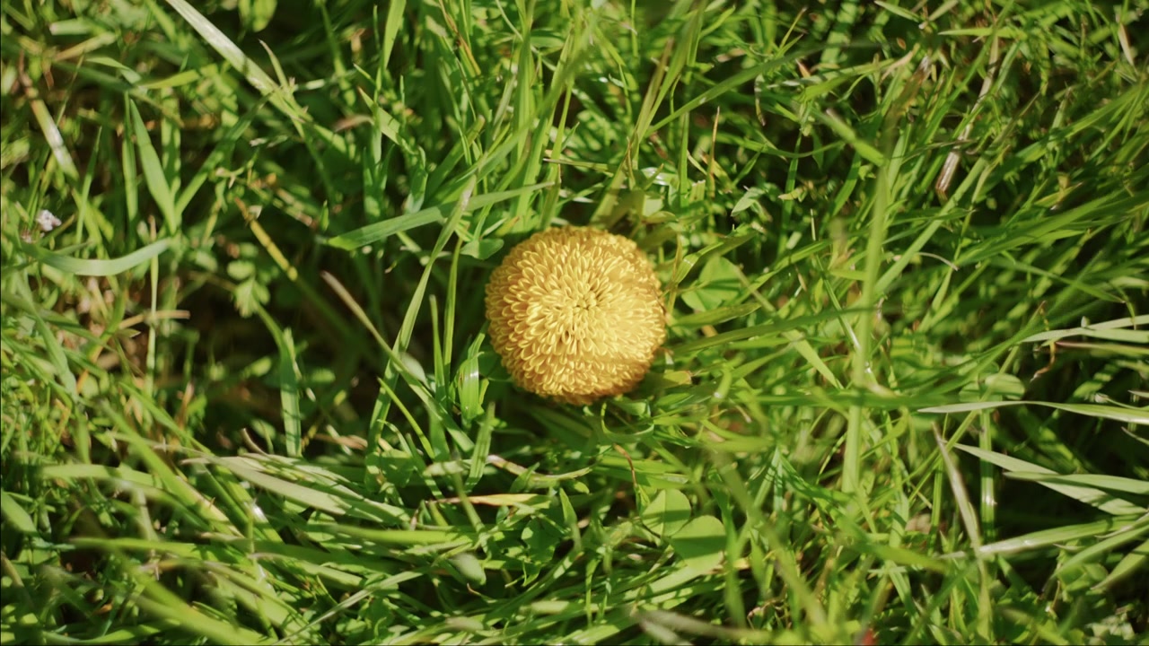 Isolated Yellow Pom-pom Chrysanthemum Amidst Green Grass Blades. High-angle Shot