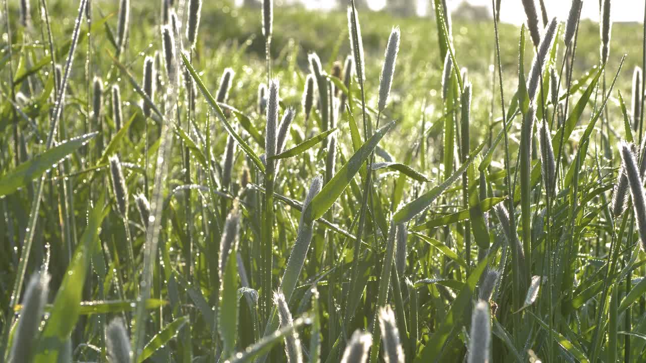 Tall green grass in drops of morning dew against sunlight. Closeup, truck shot, 60fps, selective focus