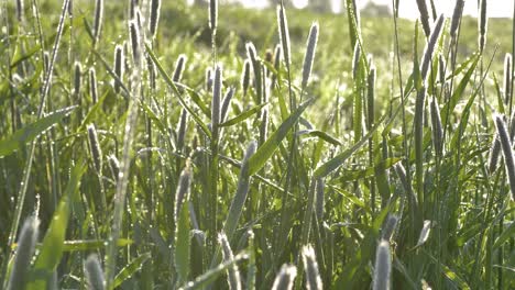 tall green grass in drops of morning dew against sunlight. closeup, truck shot, 60fps, selective focus