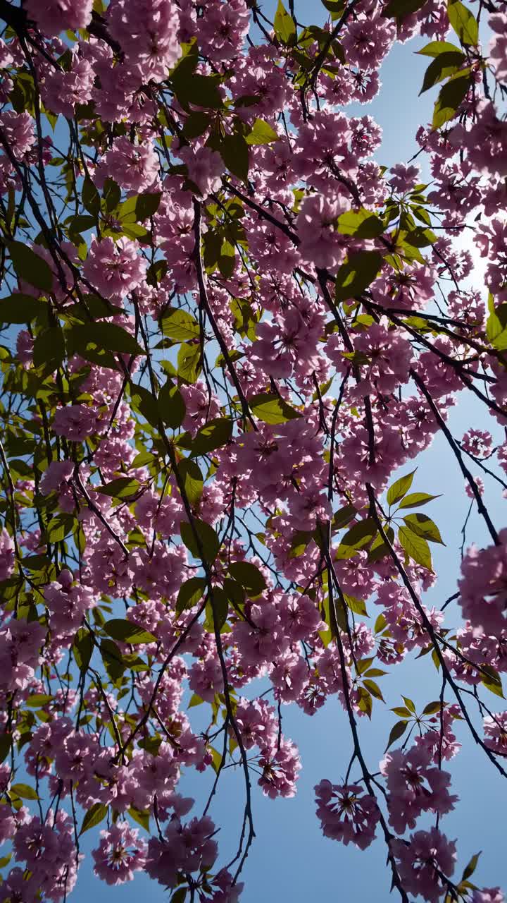 Video of cherry blossoms against a clear blue sky, captured from a low angle