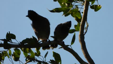 Bulbul-De-Ventilación-Roja-Escalofriante-En-El-árbol