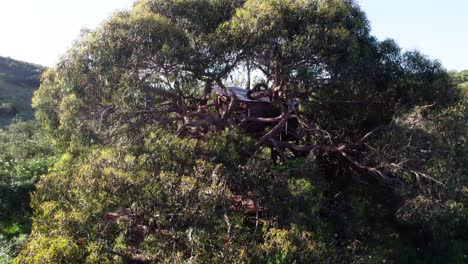 a wooden treehouse nestled in a large tree with dense leaves in portugal. aerial orbiting shot