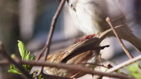 mating house sparrows with urban setting in background, birds breeding on spring branches