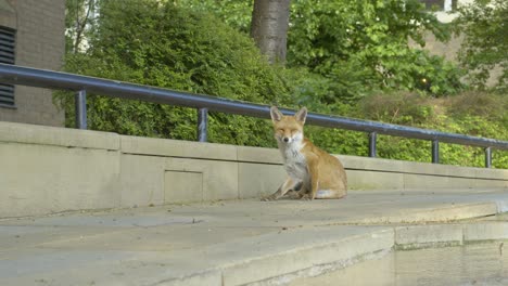 majestic urban fox on a london street