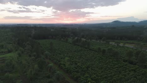 Luftaufnahme-Des-Yerba-Mate-Anbaus-Für-Kommerzielle-Zwecke