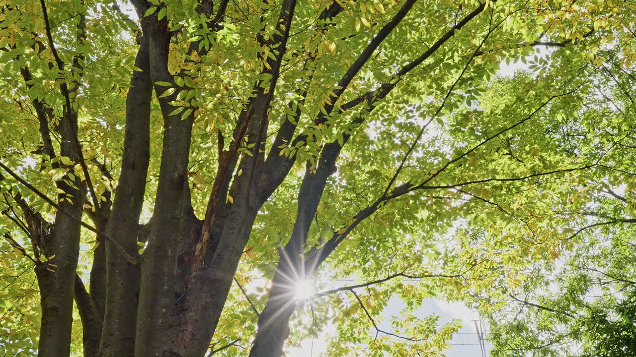 Low-angle shot looking up a large tree trunk as sunlight bursts through the canopy, creating a bright star flare effect