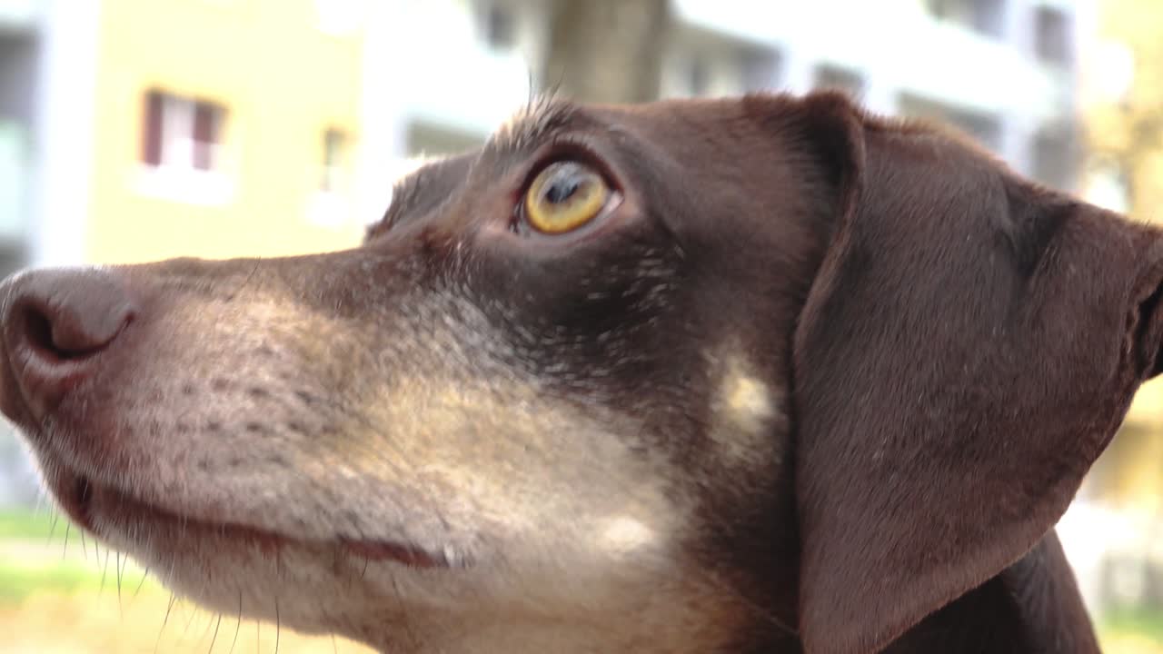 el perrito está posando para la cámara