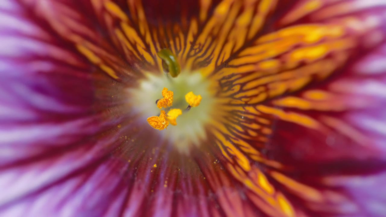 Close-up de uma flor de salpiglossis colorida florescendo no jardim