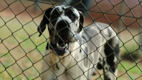perro protector salvaguardando la propiedad privada ladrando contra intrusos alienígenas. perro vagando ladrando agresivamente en 4k