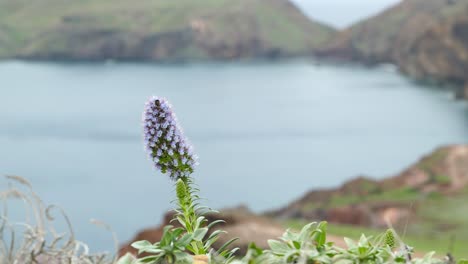 Close-up-on-pride-of-Madeira-flower-pollinate-by-bee-on-cliff-at-Ponta-de-Sao-Lourenco