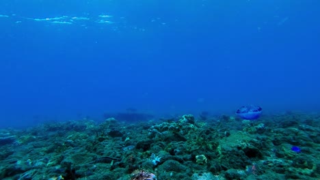 A-Jellyfish-floating-by-the-coral-reefs-in-the-in-the-wast-blue-ocean