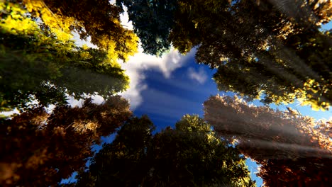 nubes de lapso de tiempo sobre árboles de otoño, amanecer a puesta de sol, 4k