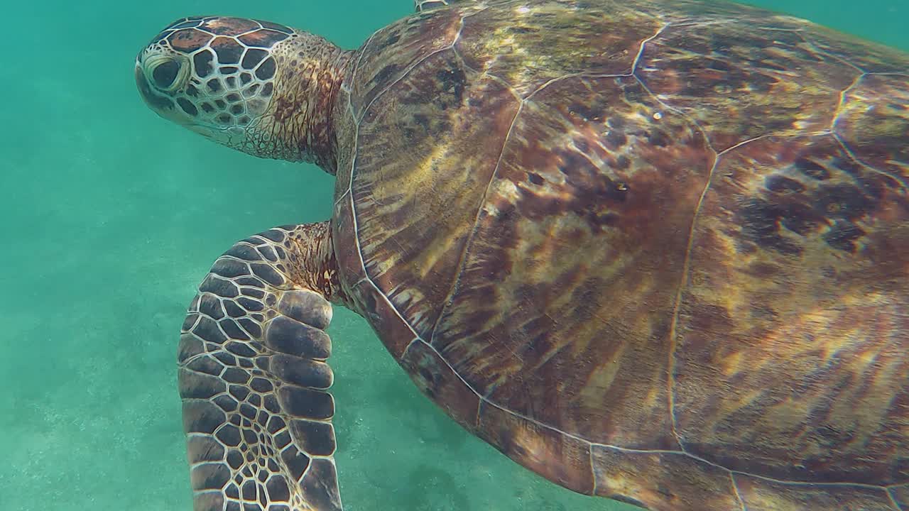 Sun plays on sea turtle shell in shallow water