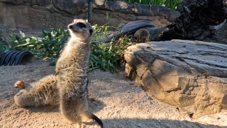 los suricatas de pie e interactuando en el zoológico de melbourne