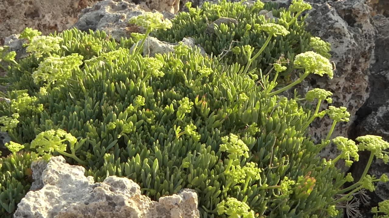 manojo de hinojo marino o crithmum maritimum creciendo entre las rocas meciéndose en el viento en un día soleado