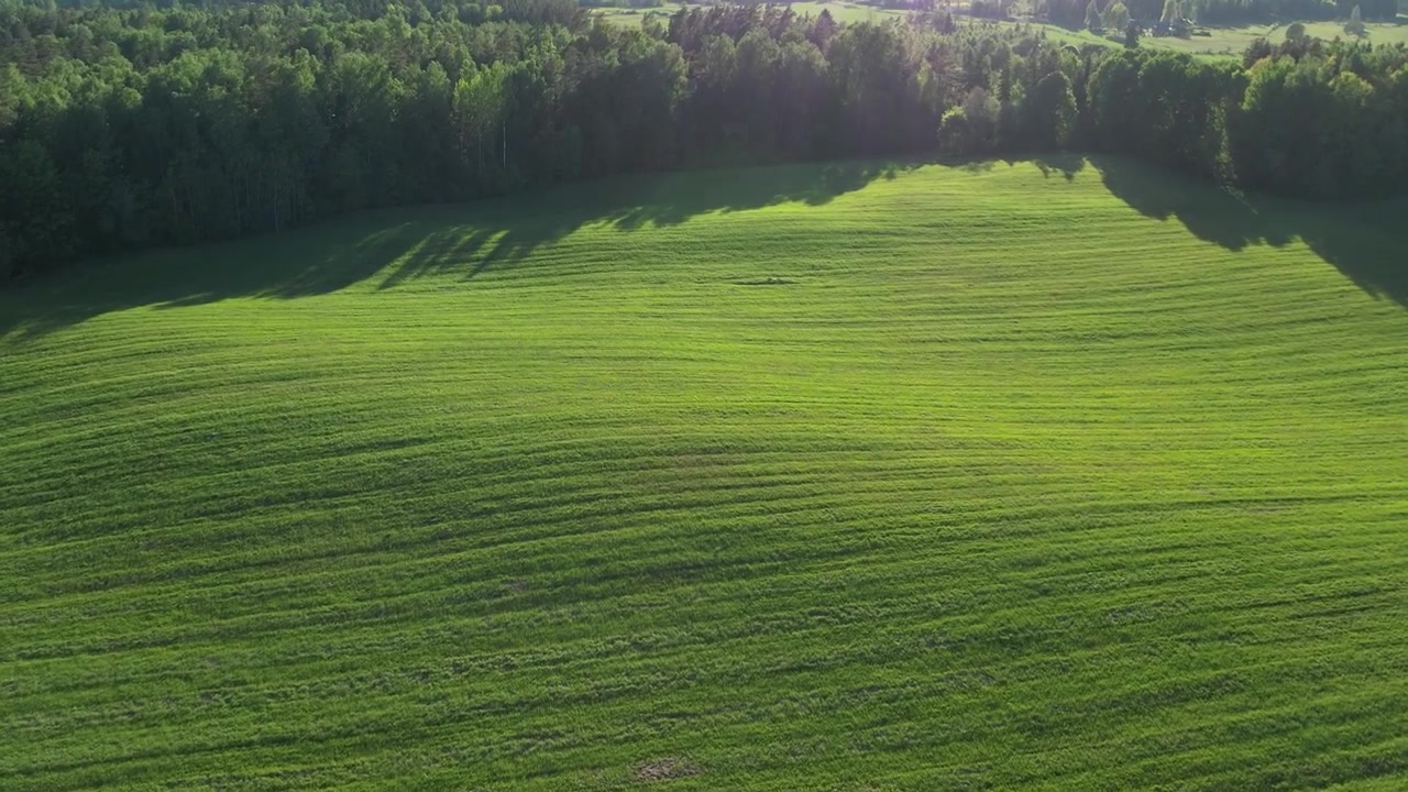 Vaste champ vert avec des rangées de cultures organisées, entouré d'arbres luxuriants et d'un ciel bleu clair, dépeignant un environnement rural serein en été.