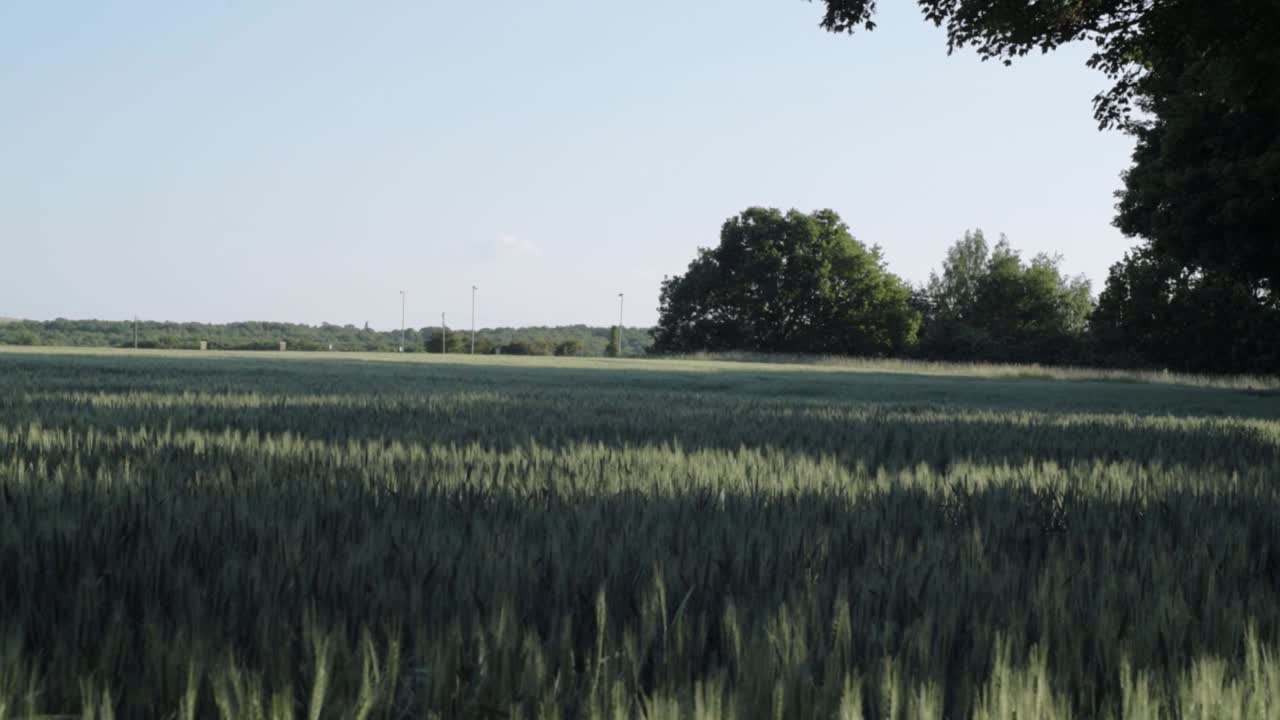 Young wheat crops on farmland landscape wide panning shot