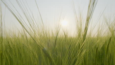 Cultivo-Agrícola-Maduro-Balanceándose-En-Una-Suave-Brisa-Al-Atardecer,-Tiro-De-Muñeca