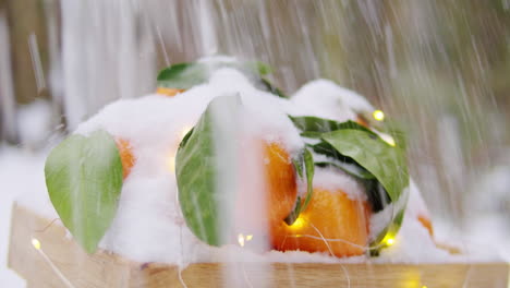 naranjas mandarinas cubiertas de nieve