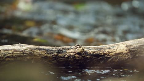 log sits across bubbling river, light illuminates greenery, static