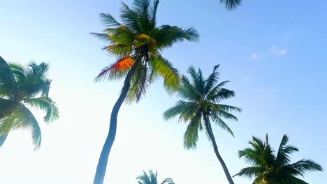 Very-beautiful-tropical-beach-of-white-sand-with-coconut-trees-and-straw-house-in-the-island-of-zanzibar