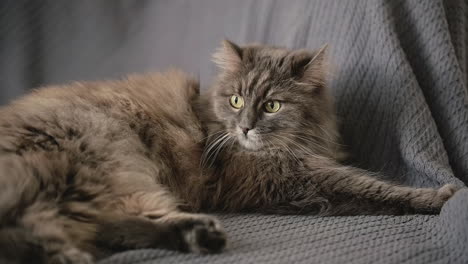 süße flauschige katze, die auf dem sofa liegt, sich umsieht und decke schnüffelt