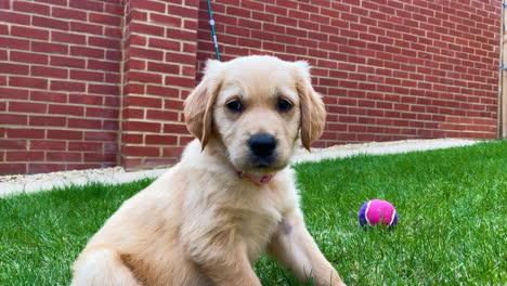 adorable young golden retriever puppy dog sitting in garden looking at camera