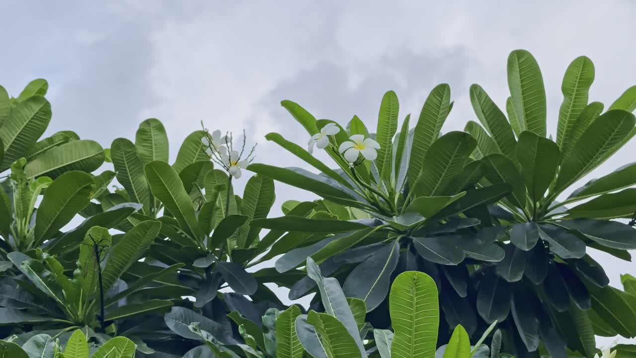 Static shot of frangipani tree with dense green leaves and white-yellow flowers set against a cloudy sky