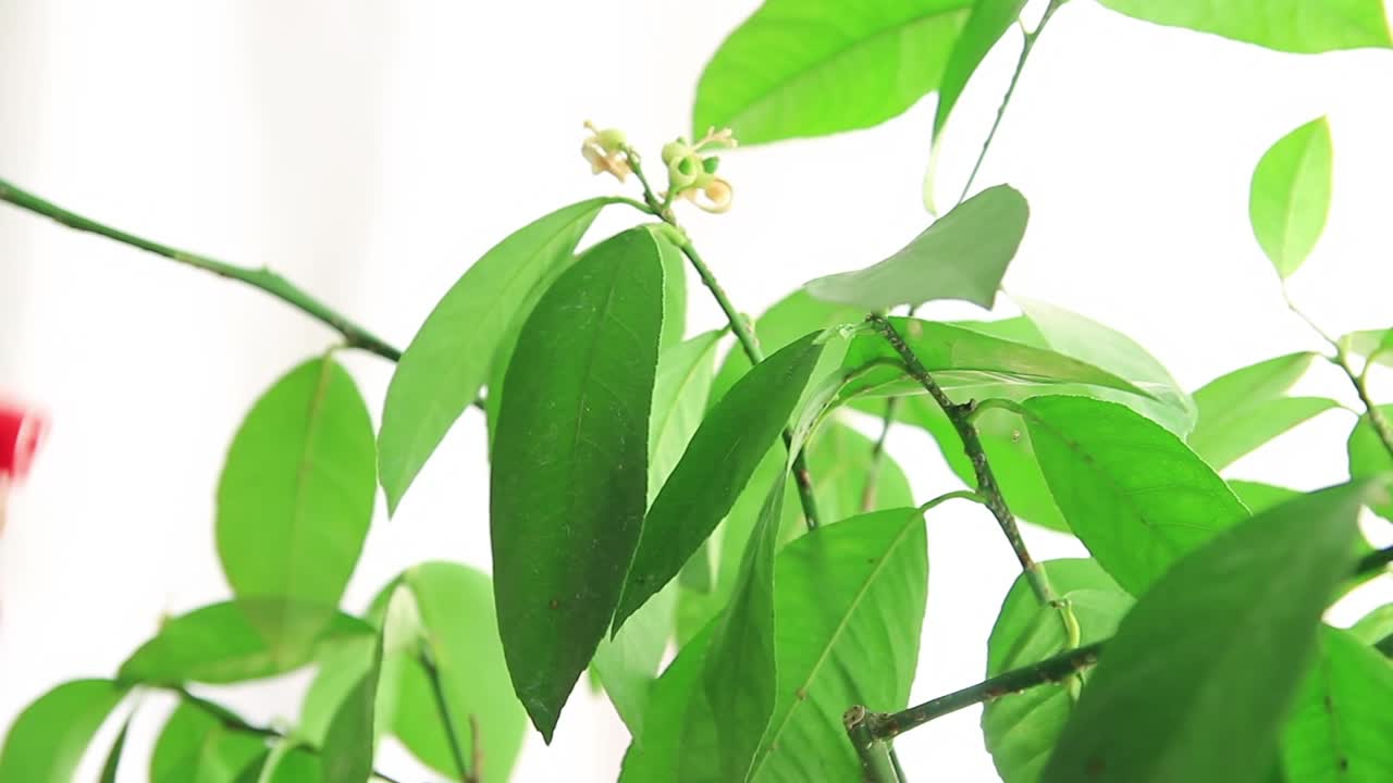 toallas gotas de agua de las hojas verdes de la planta de interior