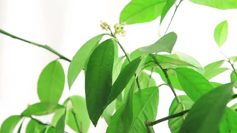 toallas gotas de agua de las hojas verdes de la planta de interior