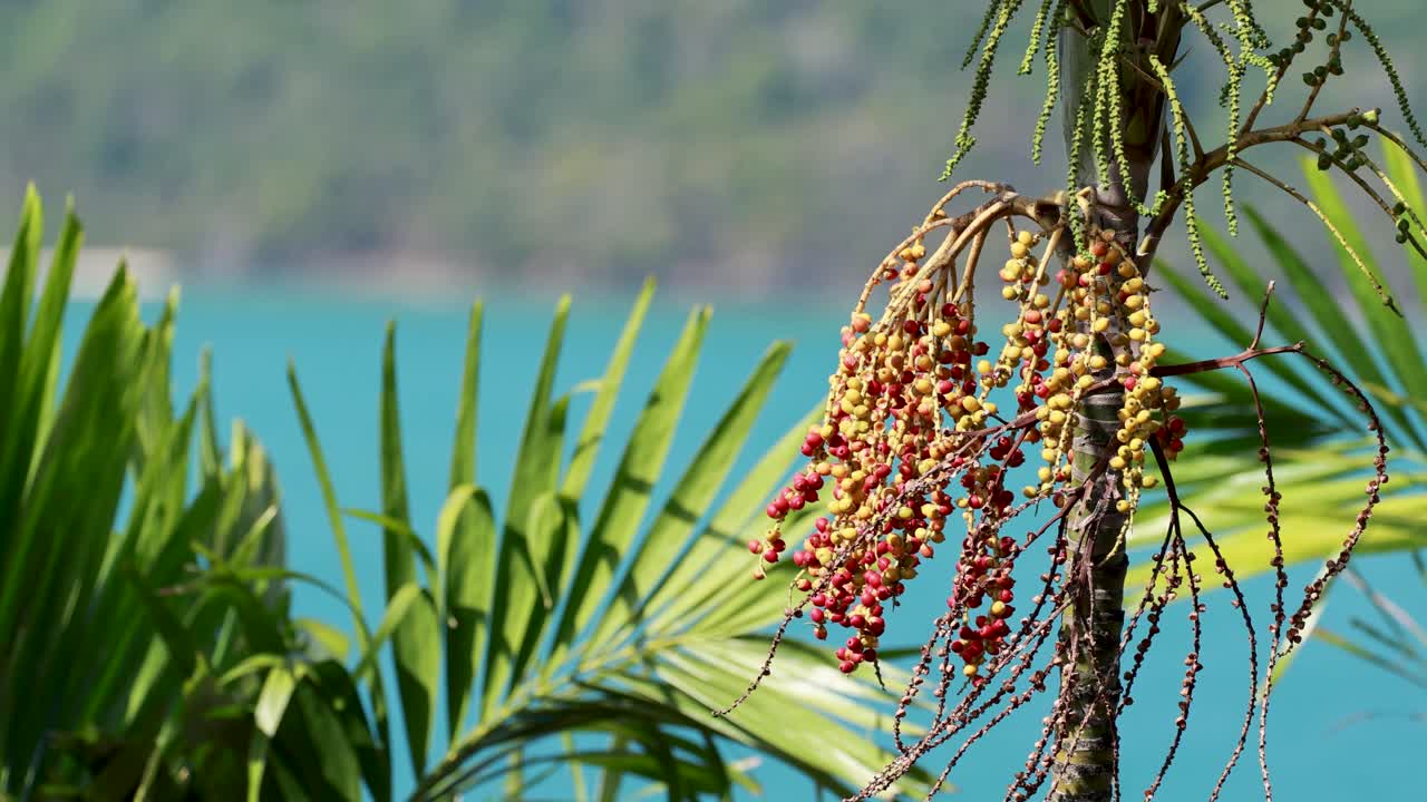 Palm leaves and berries by the ocean