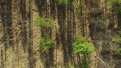 tall trees in rows with long shadows