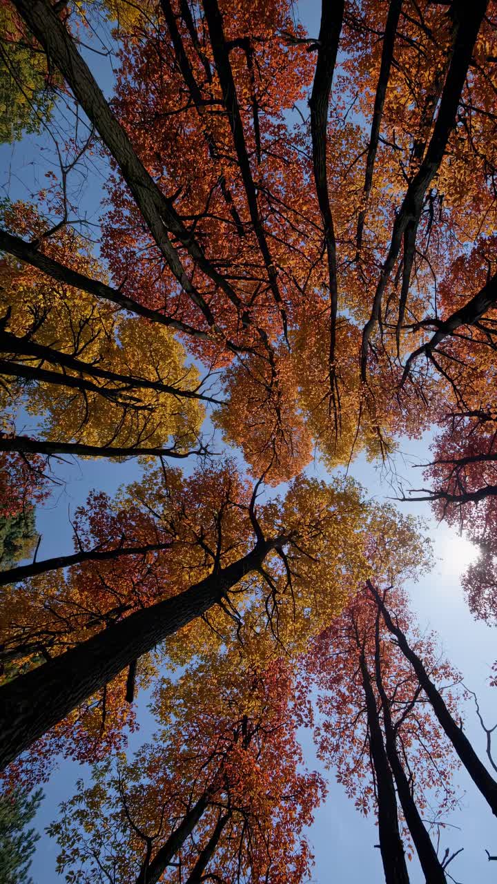Vista ascendente de árboles altos con hojas de otoño vibrantes sobre un cielo despejado, creando un componente visual dinámico