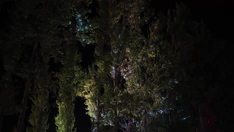 una imagen cautivadora de árboles altos iluminados por la noche