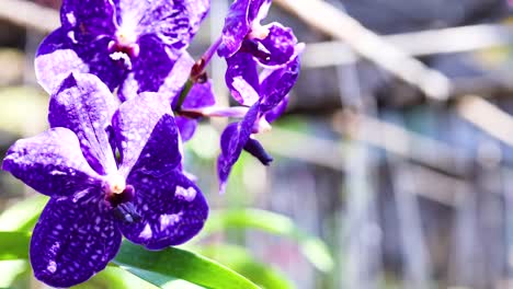 vibrant purple orchids in a bustling market setting