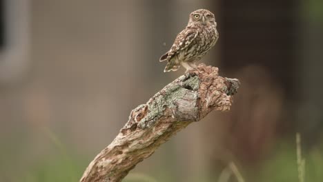 little owl perched on a branch