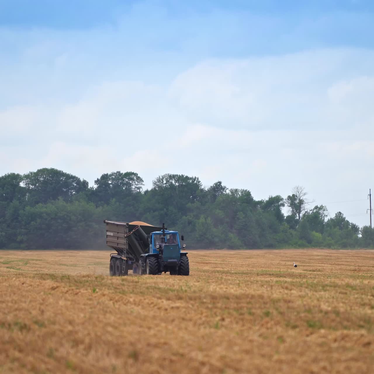 Full tractor loaded with grain moves along the field. Picked crops inside the lorry. Trees and blue sky at the backdrop