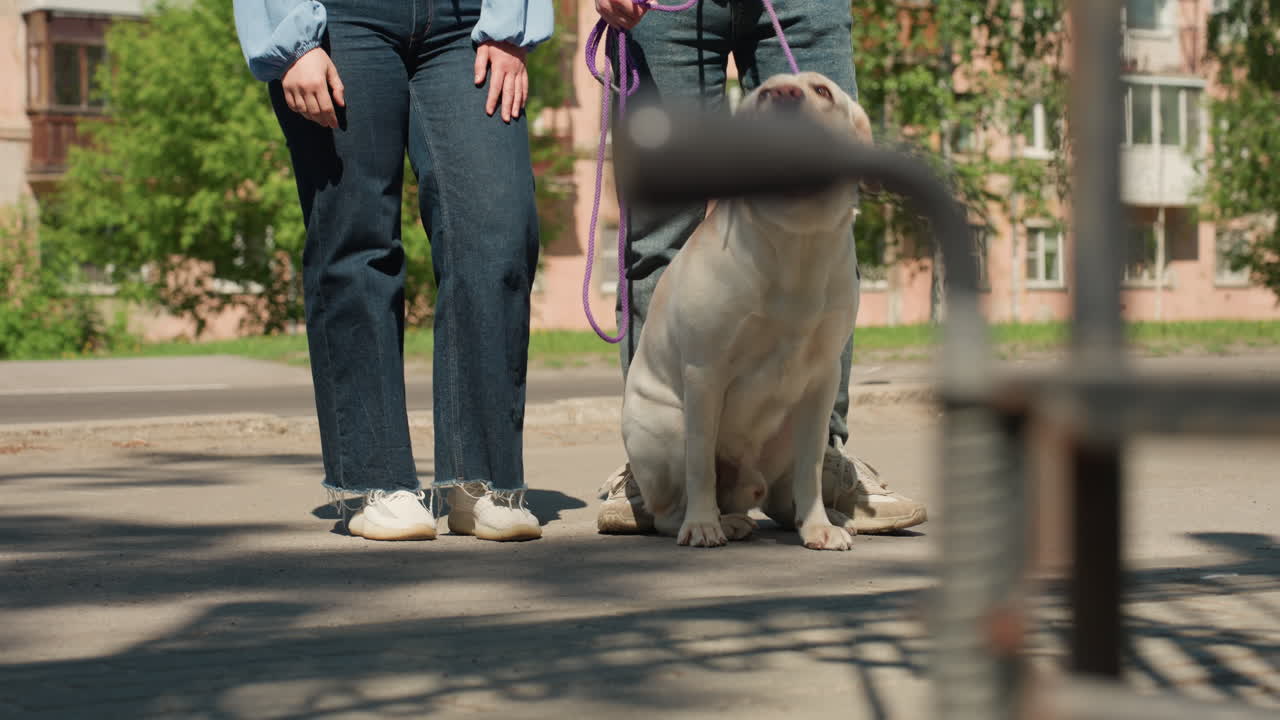 보도에 래브라도를 데리고 서 있는 백인 트레이너, 개는 헐떡거리며 두 다리 옆에서 경계하고 있고, 보라색 목줄이 걸려 있고, 차들이 지나가고, 따뜻한 한낮의 햇살이 비추고, 인도에서 편안하게 훈련을 잠시 멈춘 모습