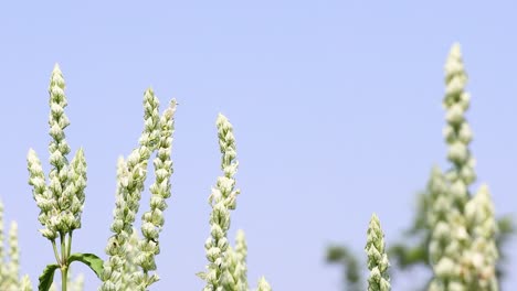 bee interacting with flowers in natural setting