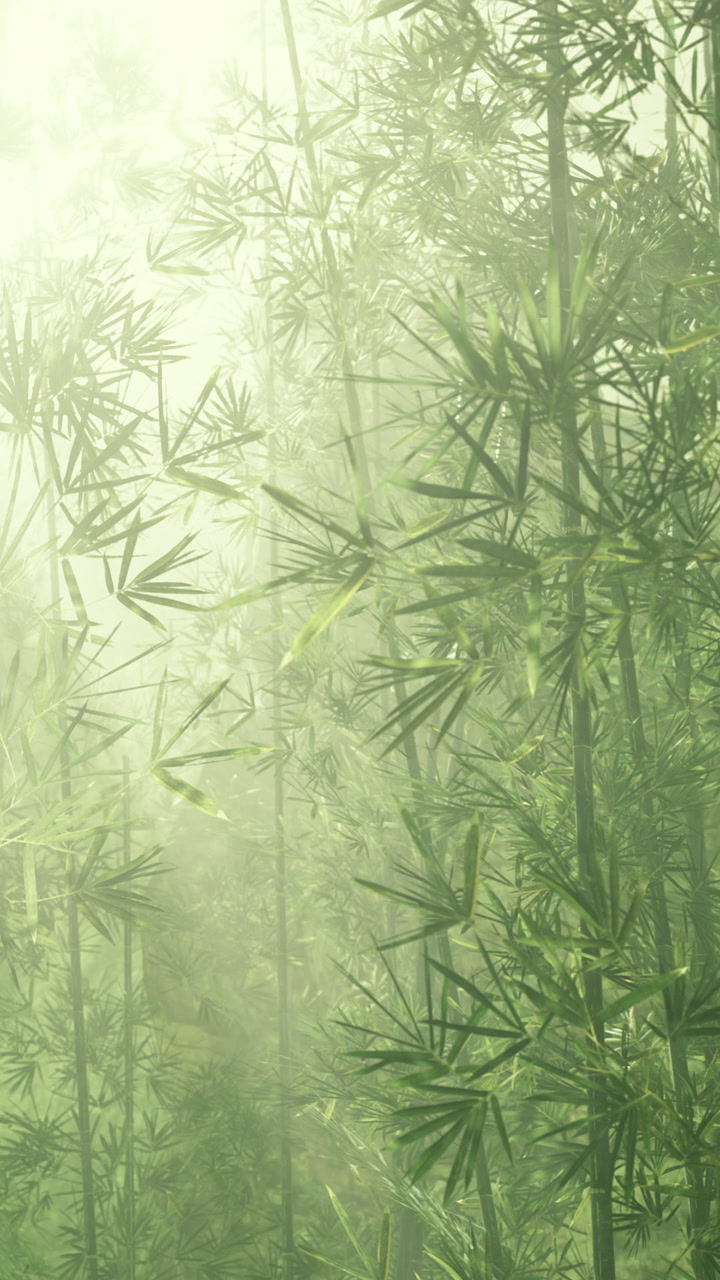 Green bamboo plants with fog in a forest surrounding sunlight in morning