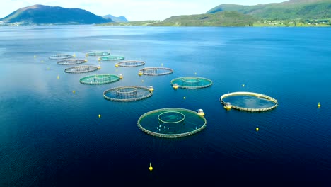 imágenes aéreas de granjas de pesca de salmón en noruega